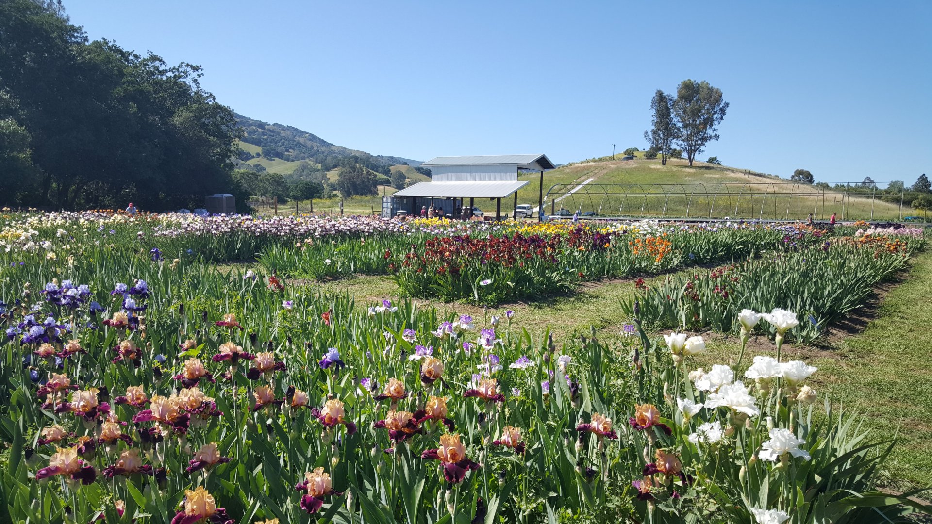 Locally Grown Discover the home-grown side of Solano County and explore local farms, produce stands, and farmers markets.